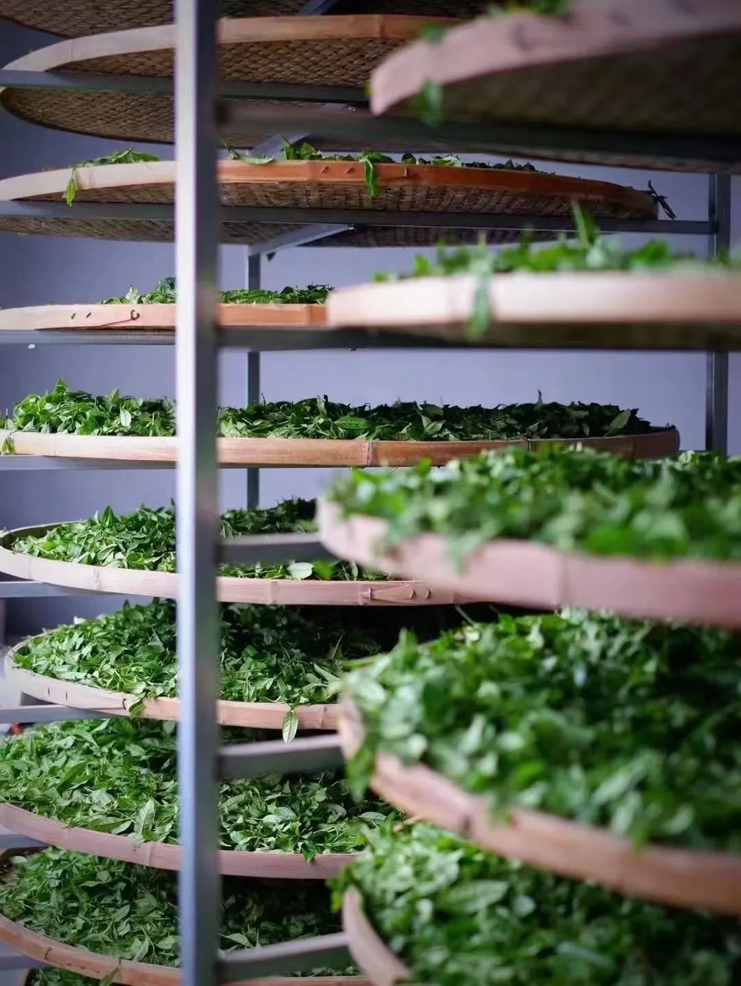 做青时,茶叶摆在水筛上"走水".受访者供图