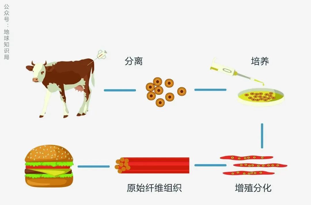 细胞基人造肉的制造和应用（仅示意）