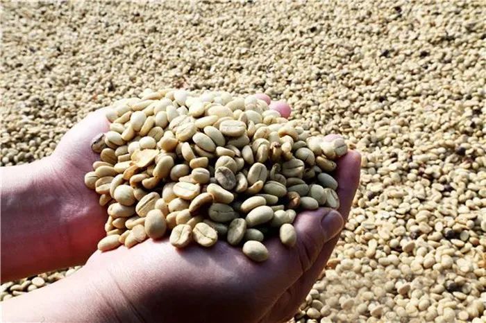 普洱咖啡豆&nbsp; 孙晓云 摄