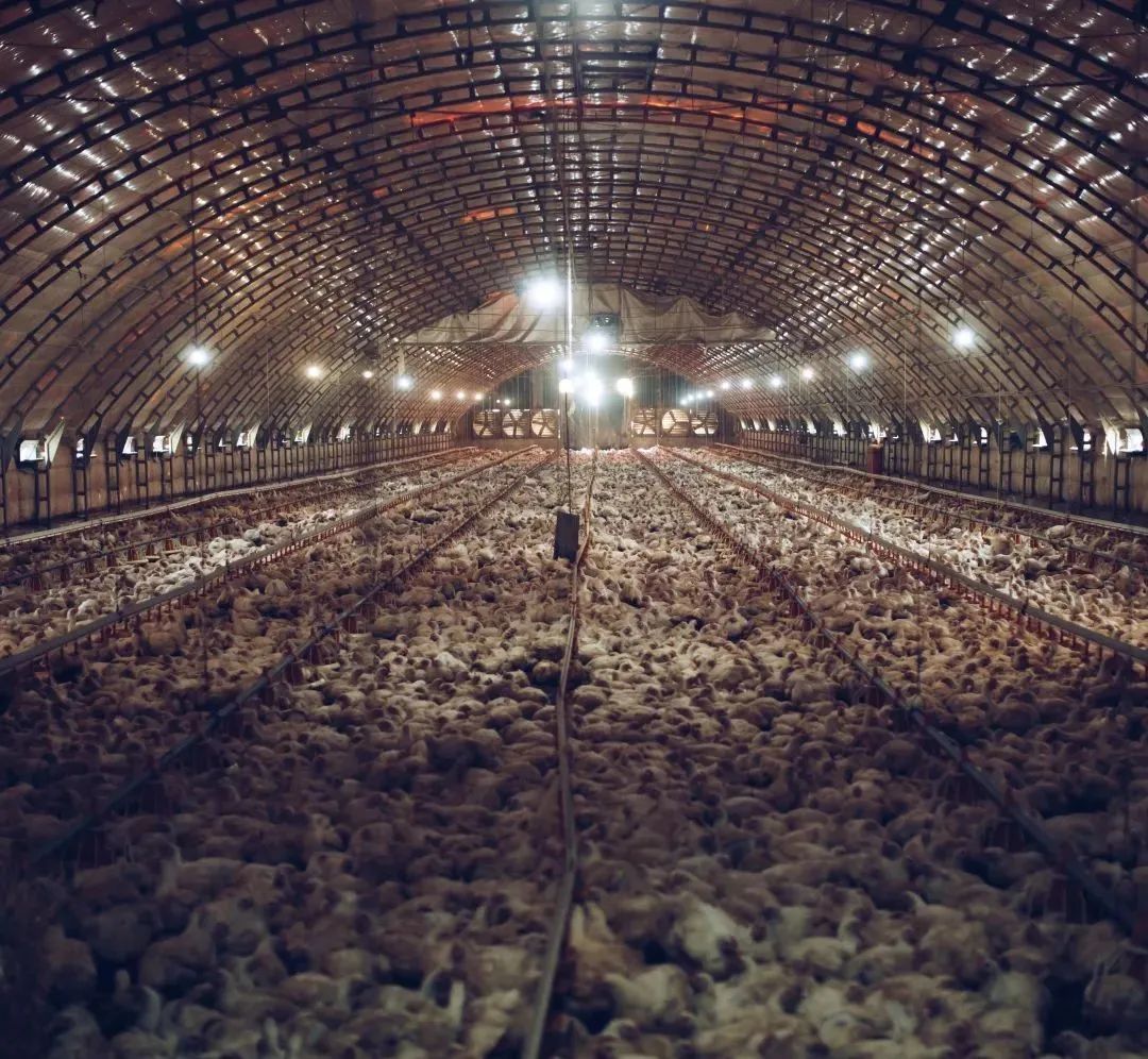 大型养鸡场内，成千上万只鸡挤在一起