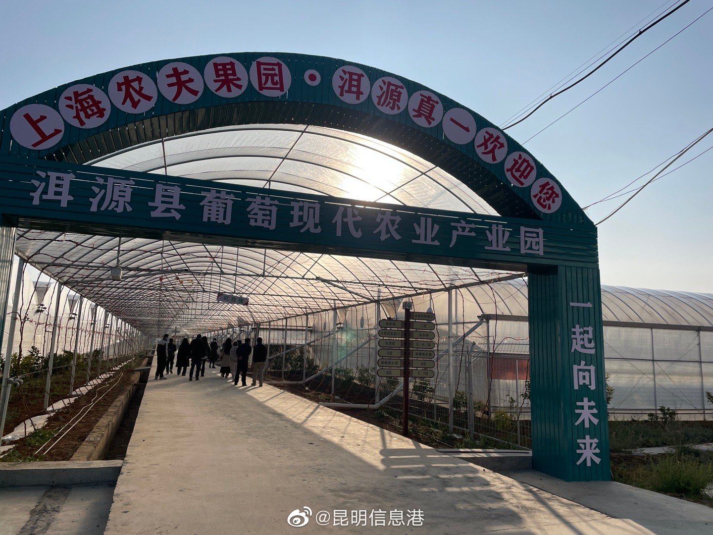 媒体记者走进洱源县邓川镇葡萄现代农业产业园|产业园_新浪财经_新浪