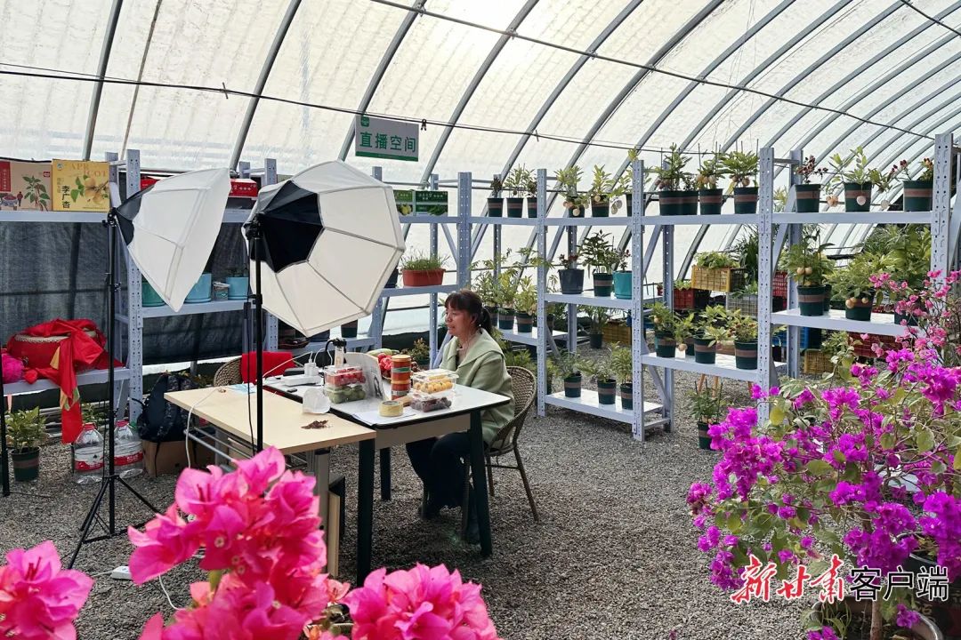 种植能手兼主播李惠在温暖如春的大棚里直播带货.董文龙摄