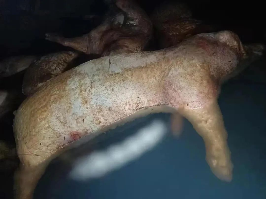 养猪场丢死猪污染水源?村民:已发黑腐烂,有人肠胃出问题