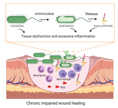 图 | 活菌和死菌阻碍创面愈合的示意图（来源：步文博团队）