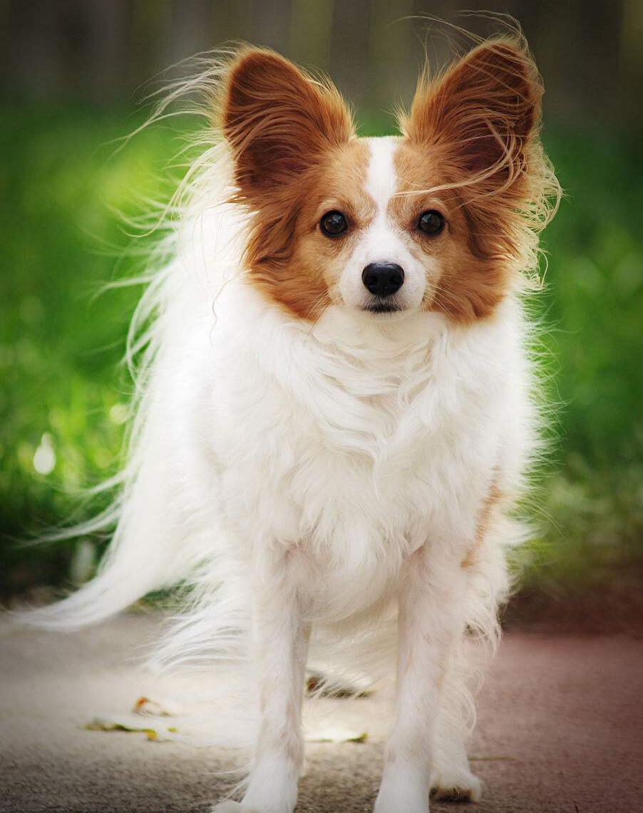 寿命不长的"蝴蝶犬",多半有这5个特征|蝴蝶犬|寿命|特征_新浪新闻