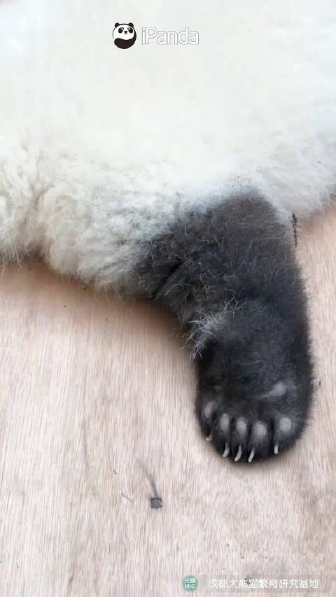 大熊猫宝宝的脚掌好像玩具