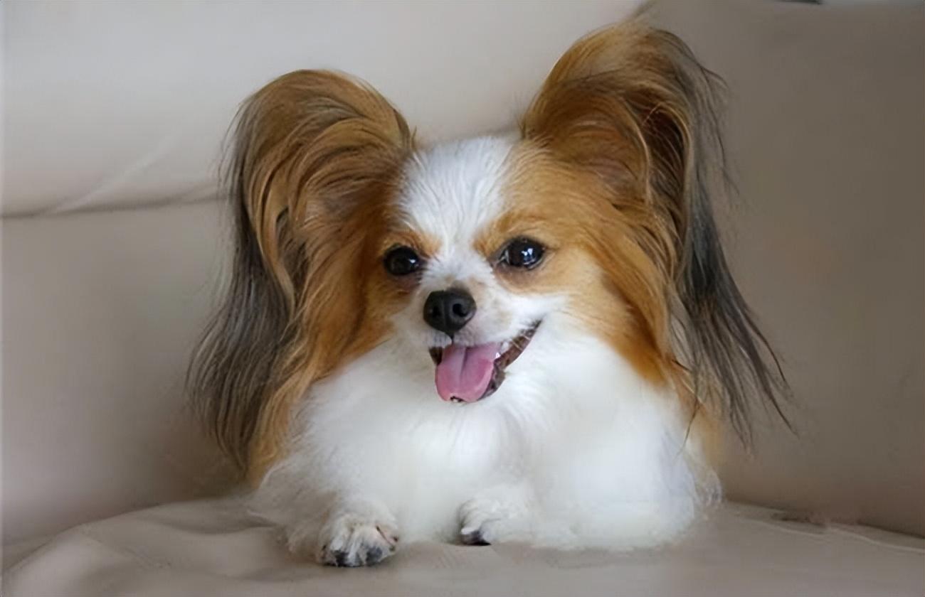 寿命不长的"蝴蝶犬",多半有这5个特征-大恒文化