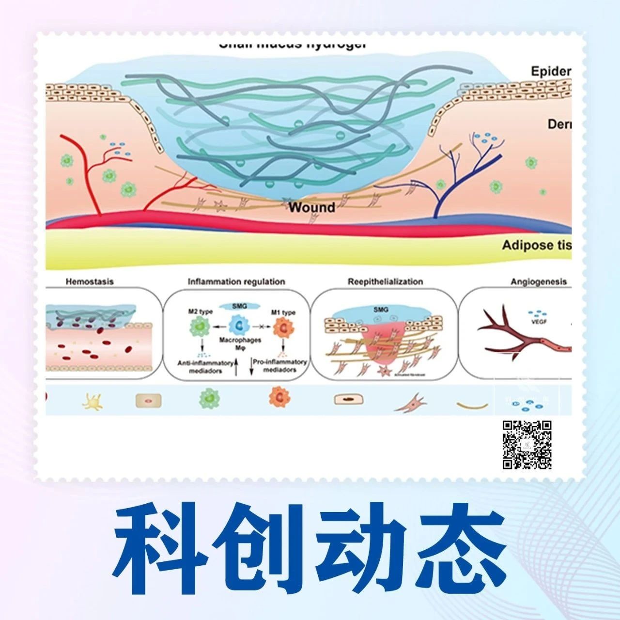 可用于伤口修复!研究发现一种天然多糖基粘合剂|生物_新浪新闻