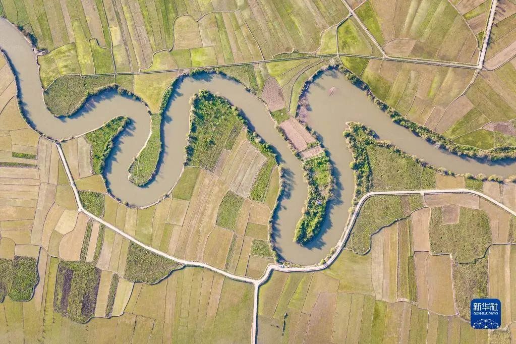 这是1月30日拍摄的海口三十六曲溪省级湿地公园及周边的稻田（无人机照片）。新华社记者 蒲晓旭 摄