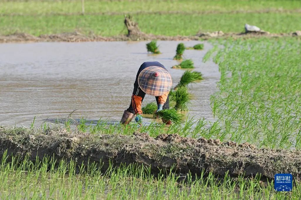 1月30日，农民在海口三十六曲溪省级湿地公园周边的稻田里种植早稻。新华社记者 蒲晓旭 摄