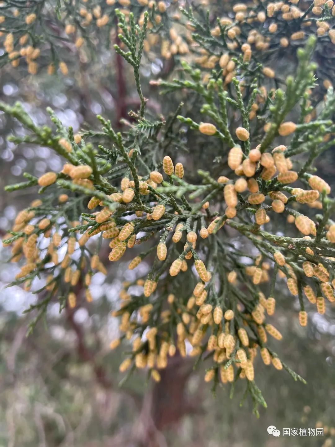 圆柏雄球花图片