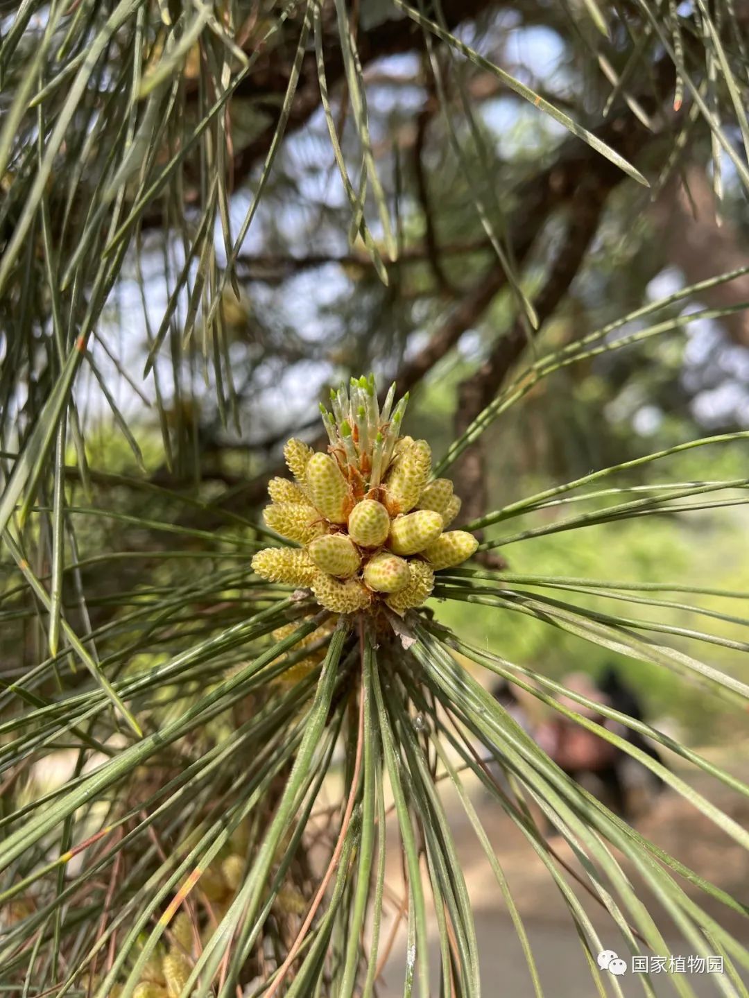 油松-雄球花