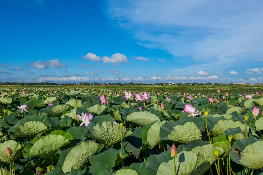 黄陂湖湿地荷花盛开,景色宜人.