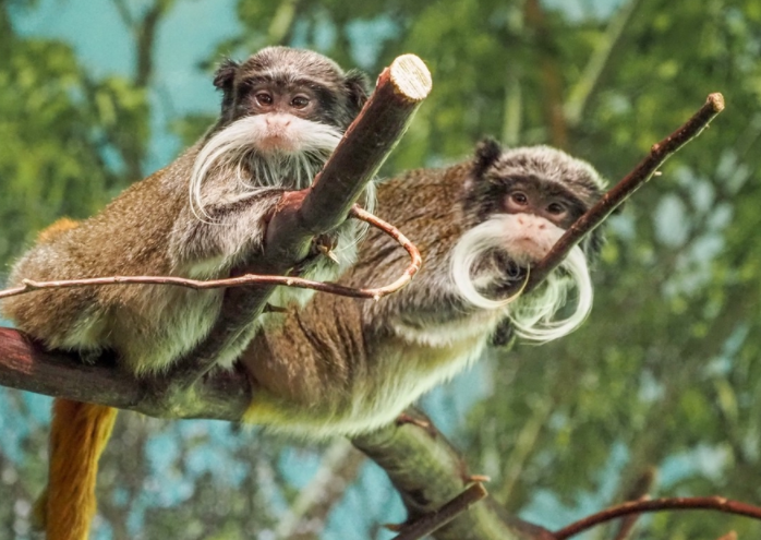 两只皇狨猴.(资料图)
