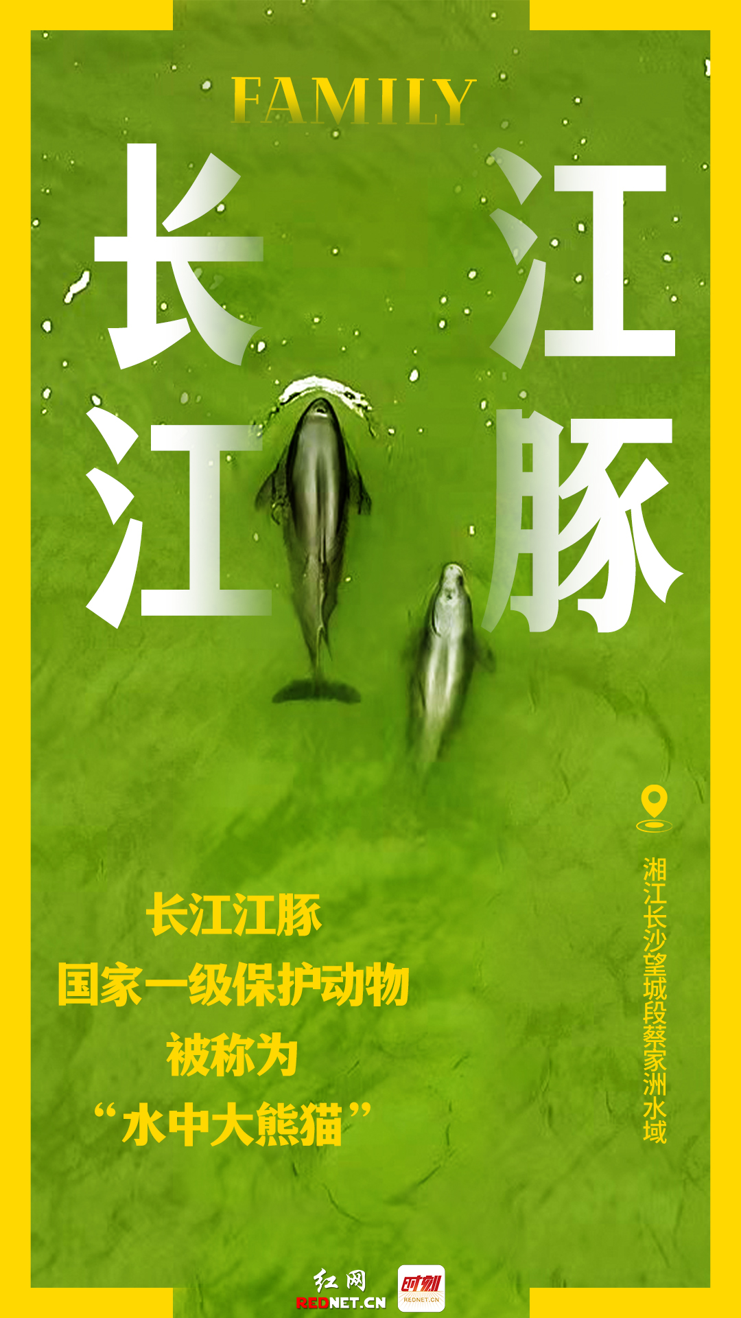 独家高清海报|"微笑天使"逐浪湘江,欢迎江豚落户长沙!