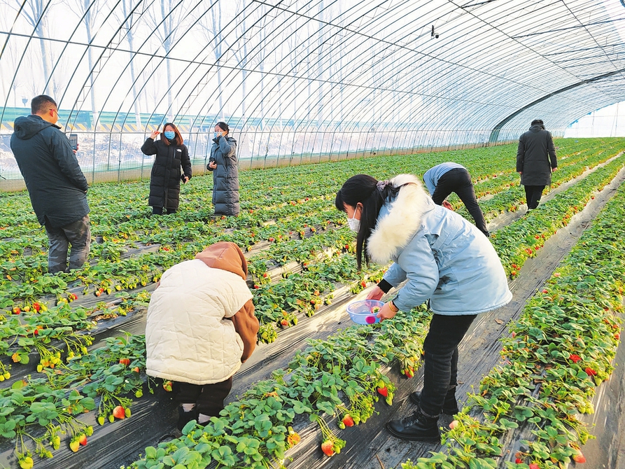 游客在大交村草莓园采摘草莓.本报记者王荔摄