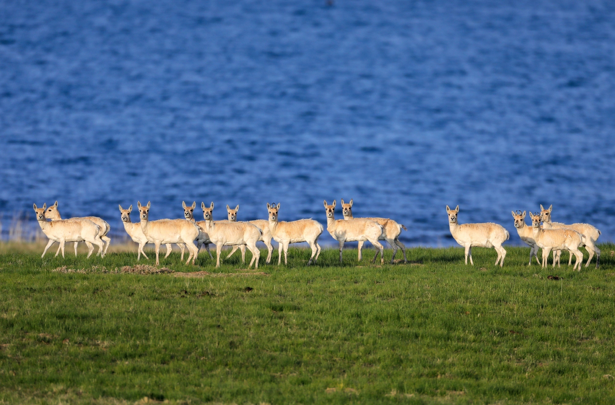 湖滨的普氏原羚(青海湖鸟岛国际重要湿地).国家林业和草原局供图