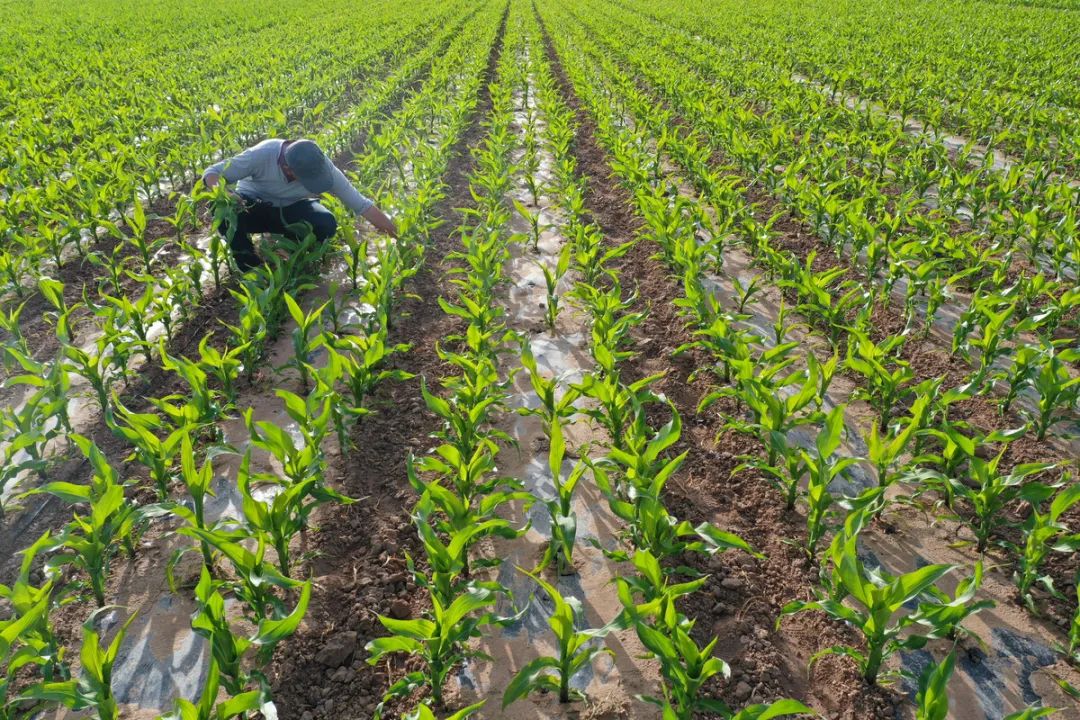 村民在为制种玉米覆膜间苗