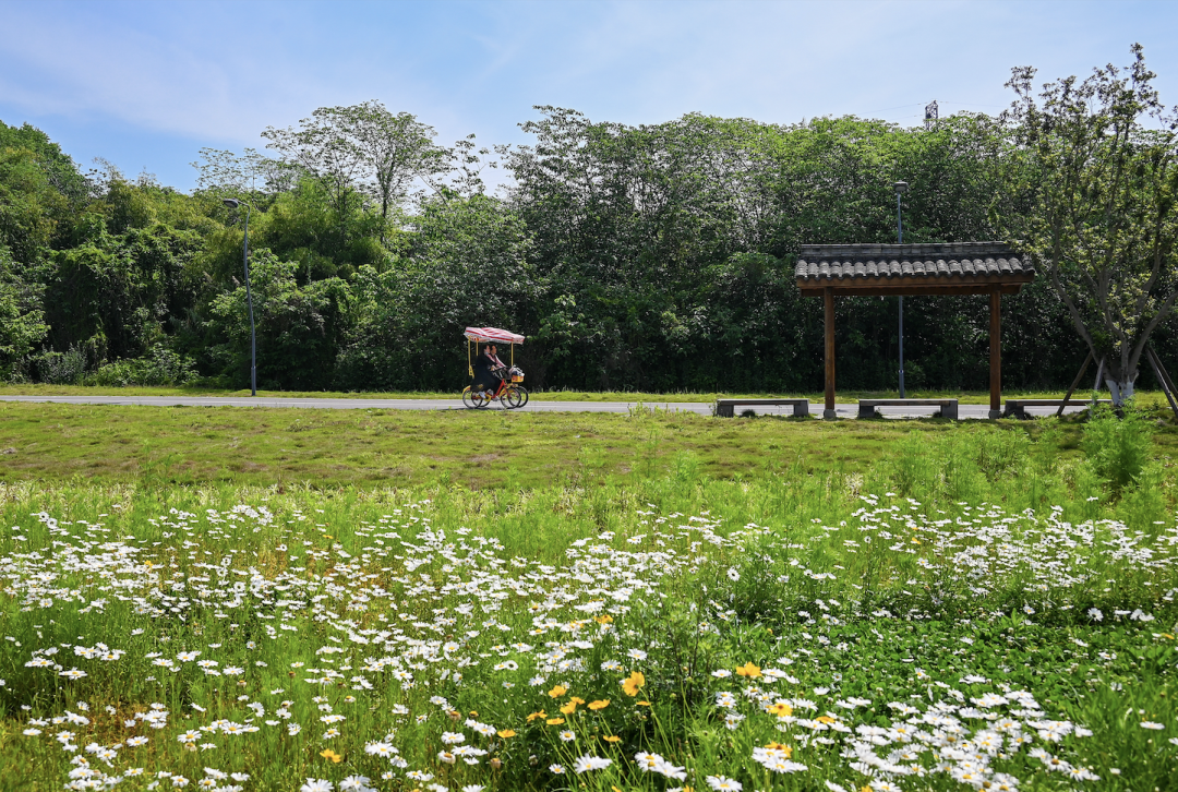 龙泉驿区,青龙湖湿地公园 王效 摄