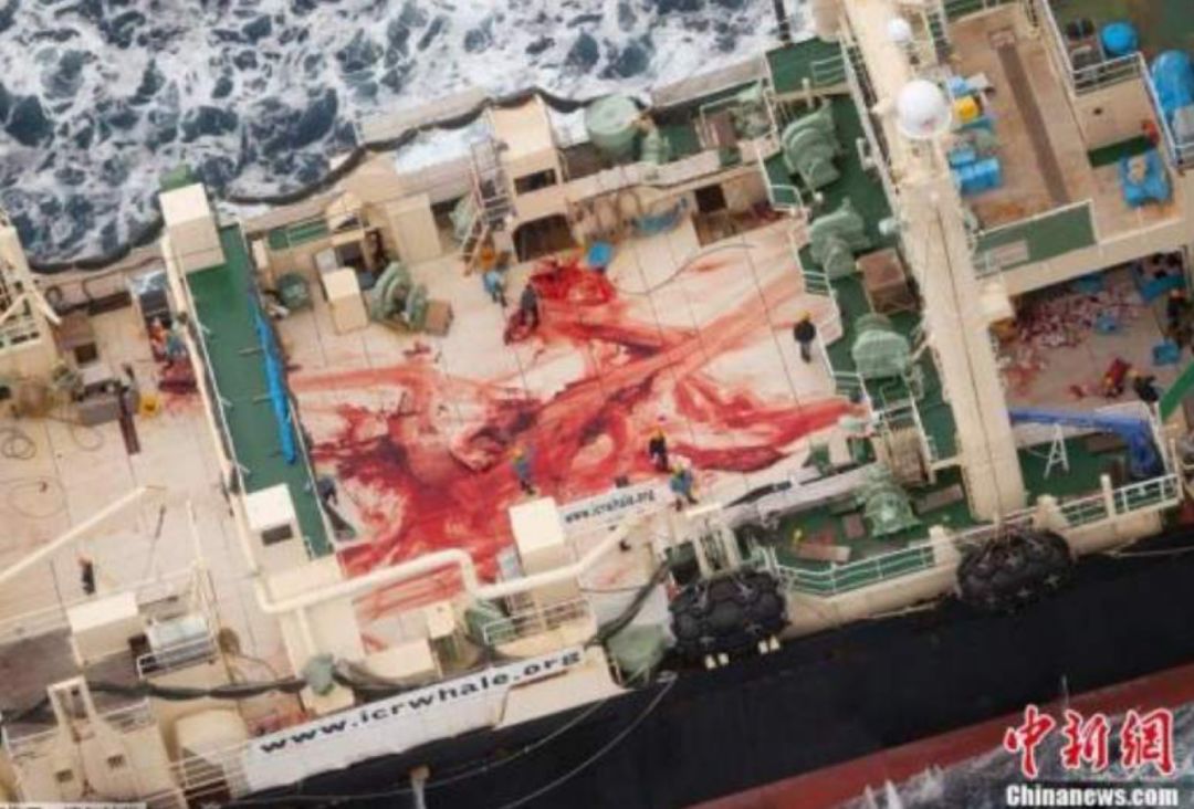 反捕鲸团体公开的日本捕鲸船只。（资料图/来源：中国新闻网）