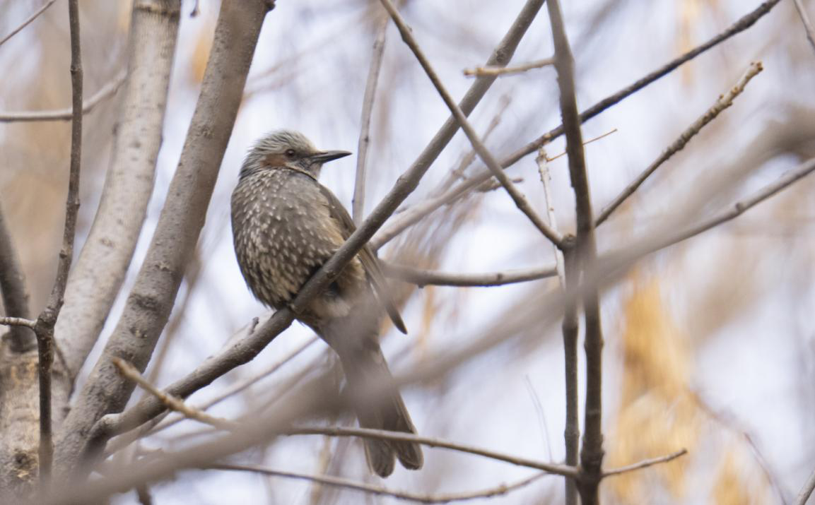 门头沟区百花山自然保护区首现栗耳短脚鹎