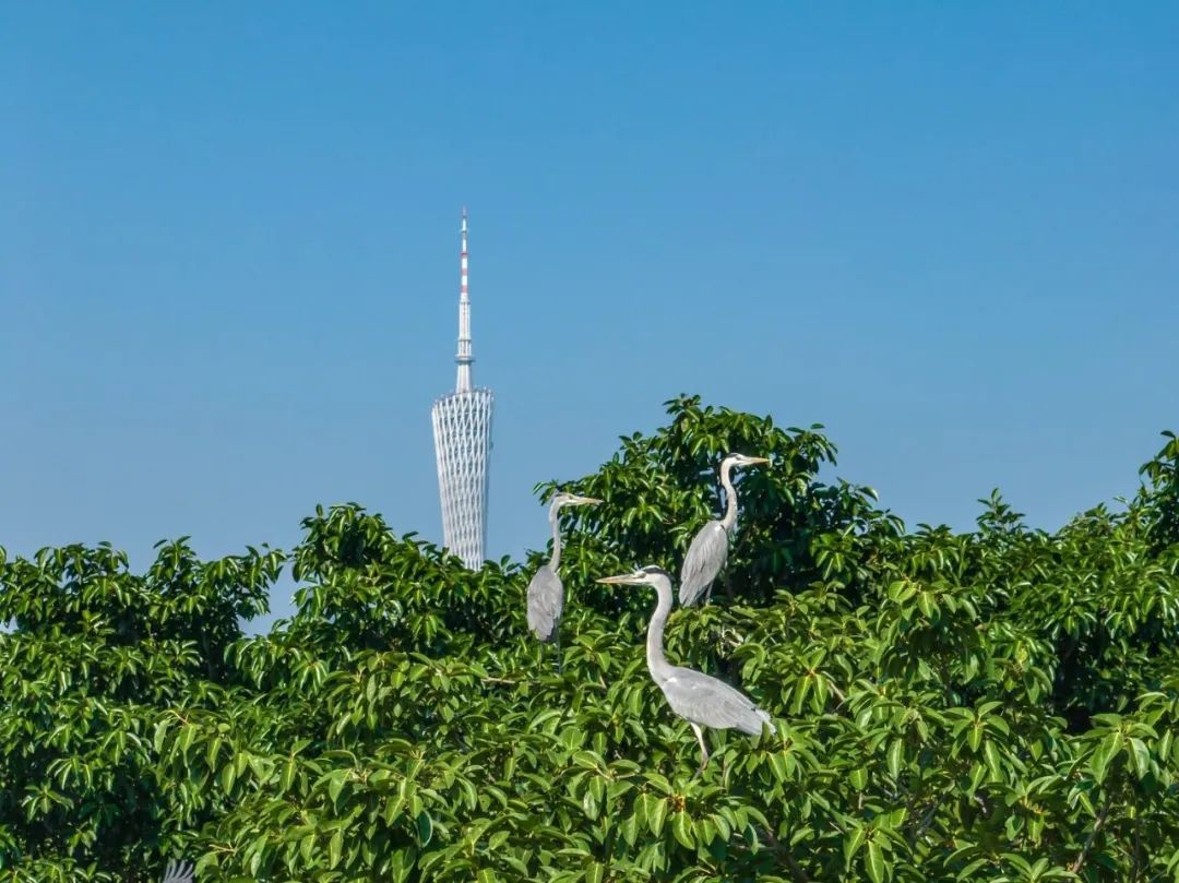 海珠湿地见证广州生态发展，为羊城保护了珍贵的原生态