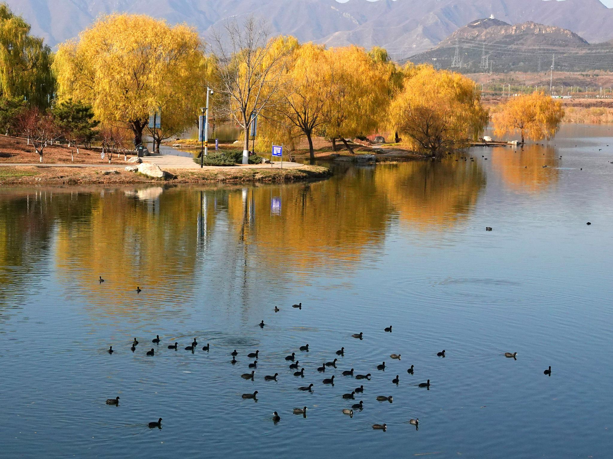琉璃河湿地公园是近些年刚建成的湿地公园,水天一色,风景极好.