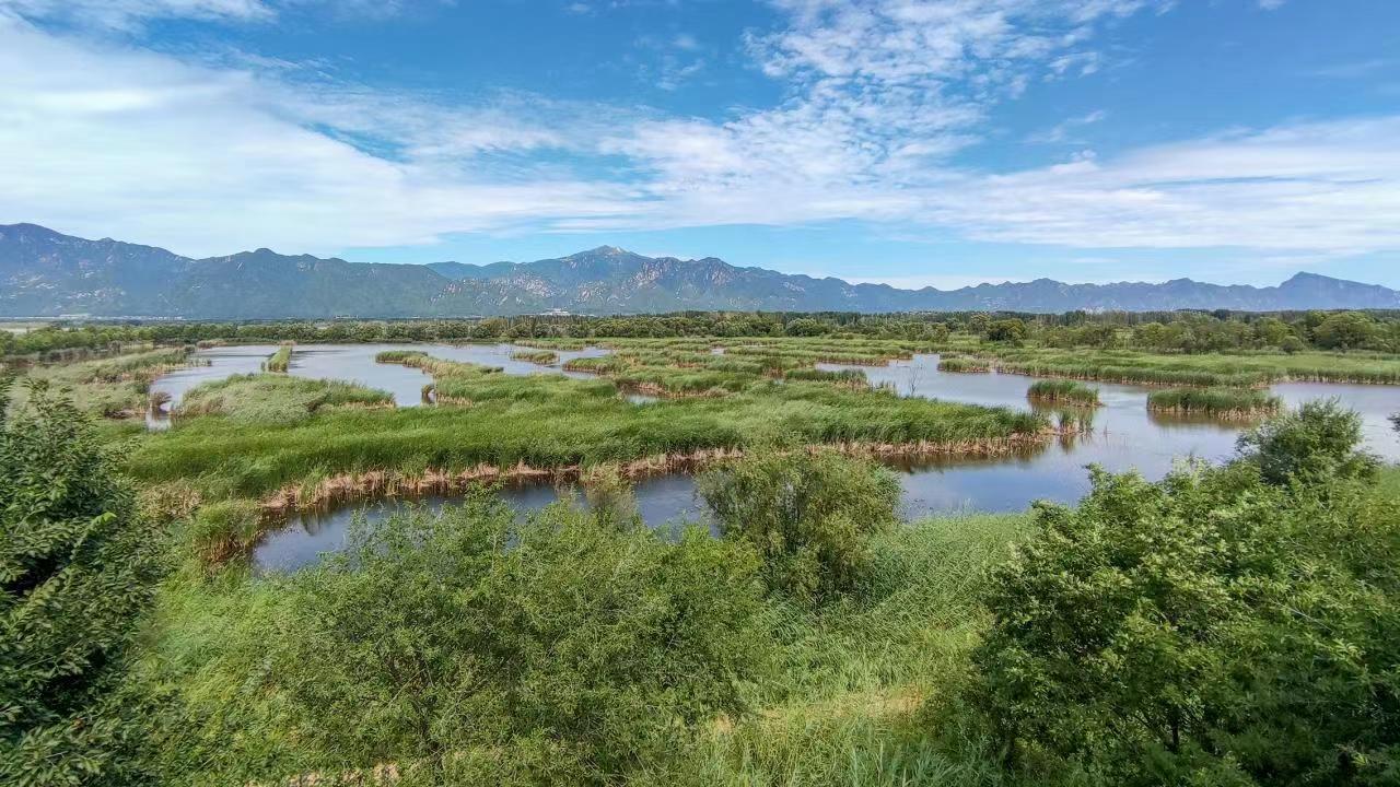 野鸭湖湿地.图/通讯员 何建勇