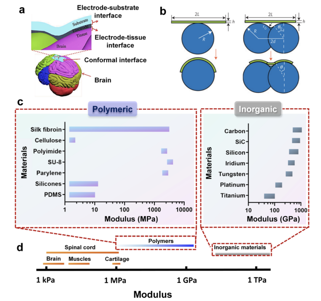 图丨神经接口与脑组织的共形性能（来源：Materials Horizons）