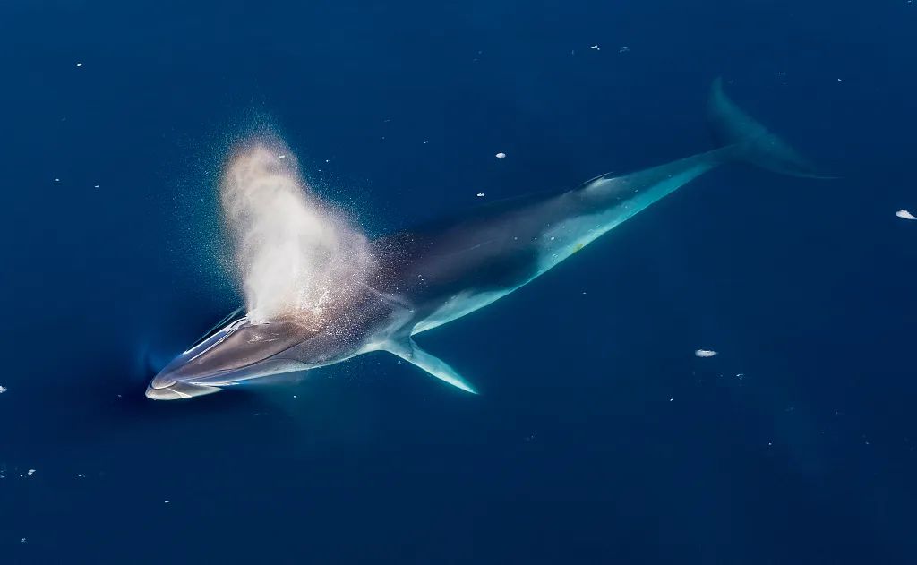 南极半岛，小须鲸。（资料图/来源：视觉中国）