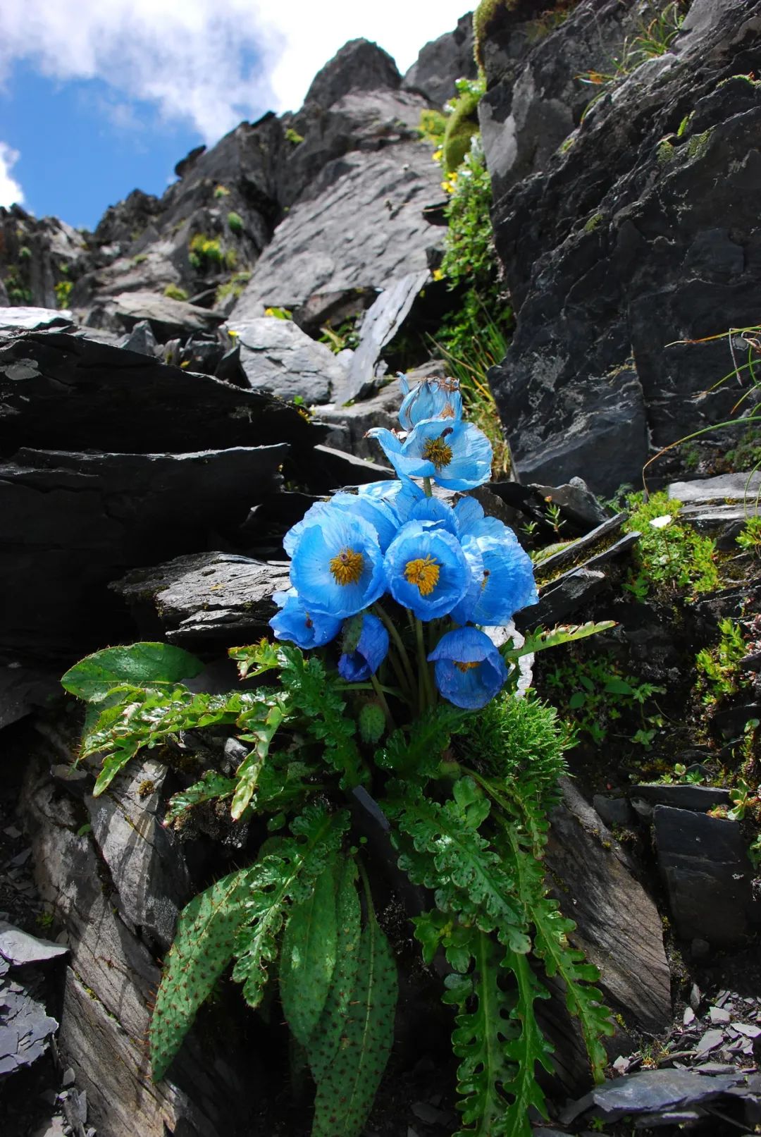 书讯 丨 《横断山有花植物图鉴》