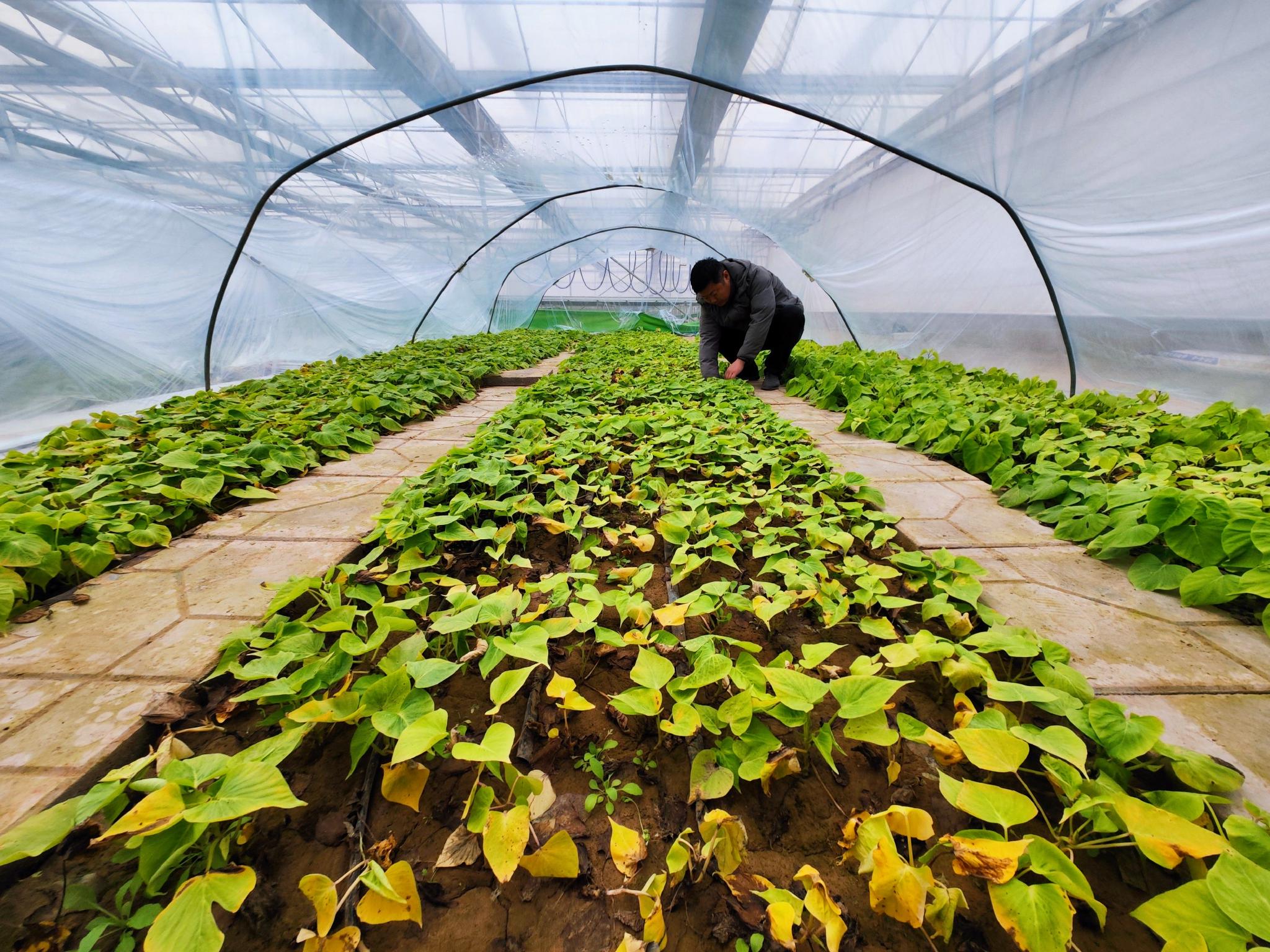 红薯小镇正月忙|新华社|邯郸市|正月_新浪新闻