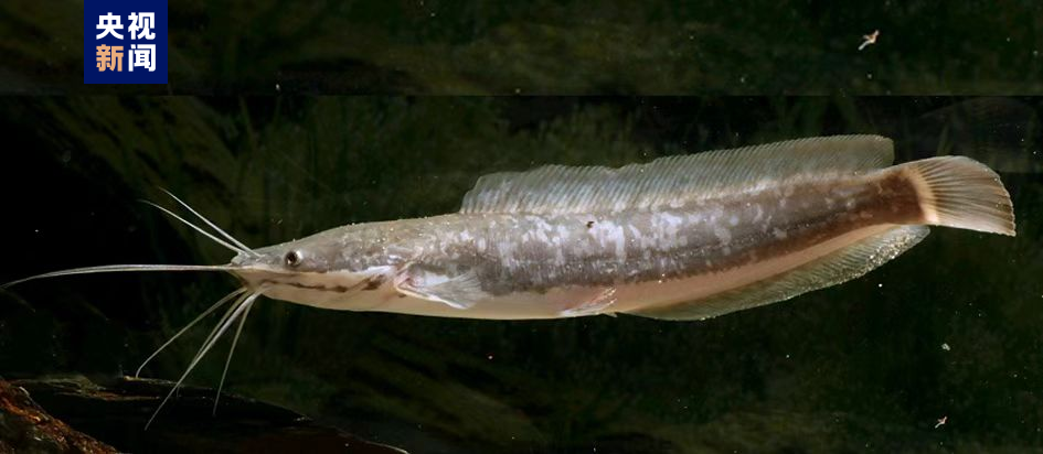 革胡子鲇,俗称埃及塘鲺,埃及胡子鲇