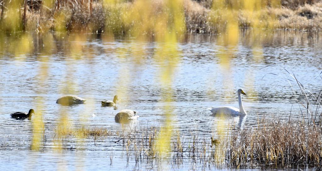 北京水鸟翔集见证河湖湿地环境向好
