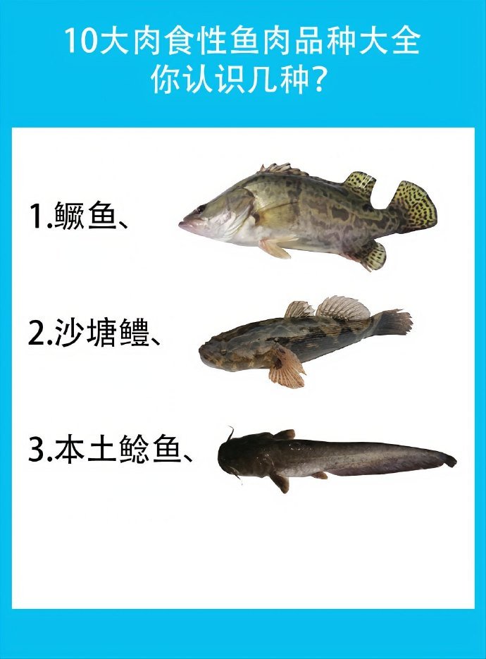 常见的鱼类科普,马住涨知识!