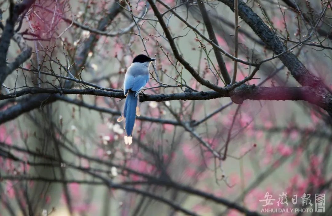 2023年2月3日,安徽省六安市中央公园,一只灰喜鹊栖息在红梅花盛开的