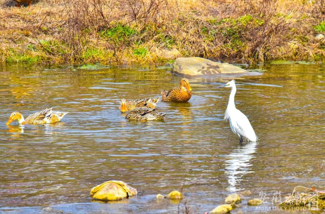 2023年2月3日,大别山腹地的岳西县菖蒲镇菖蒲河,一只白鹭与一群家鸭同