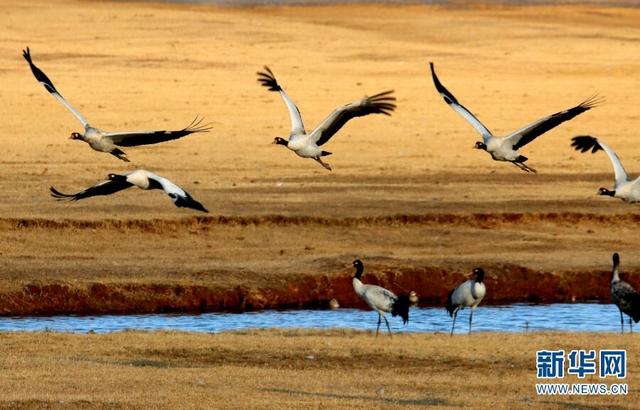 黑颈鹤在念湖湿地越冬(资料图).新华网发(任维东 摄)