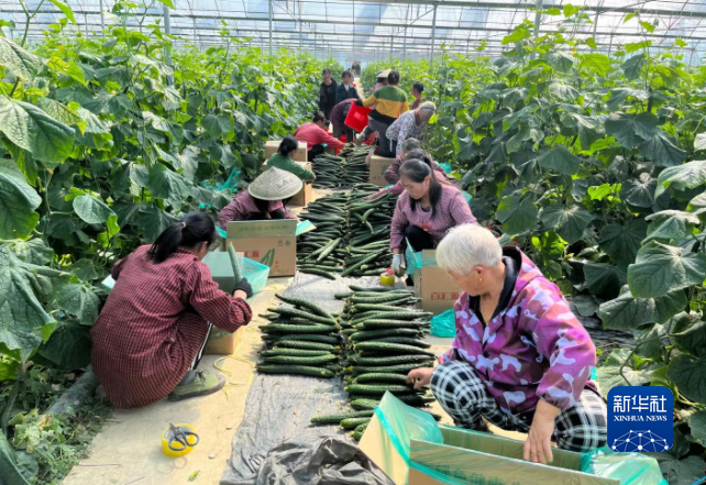 　　村民在贵州省铜仁市万山区黄道侗族乡蔬菜基地采收黄瓜。（受访对象供图）