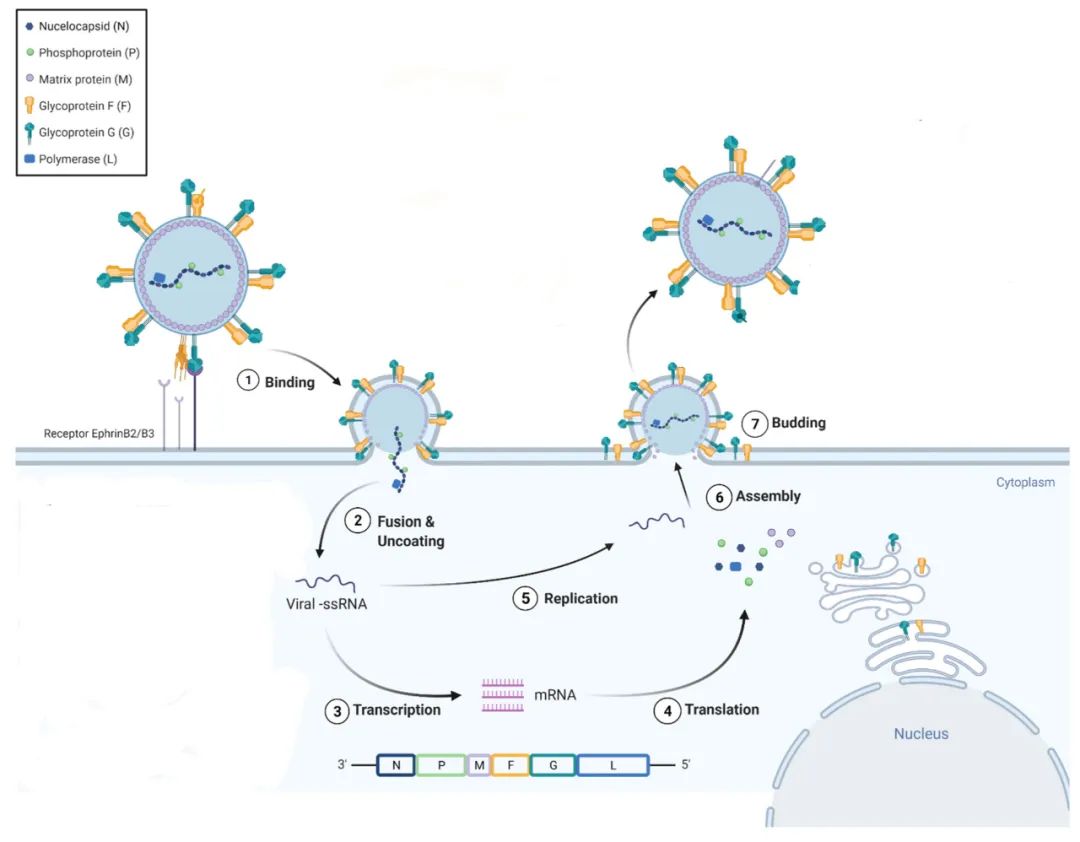 造成严重脑炎，致死率高达75%，这类病毒感染的治疗正在迎来转机？