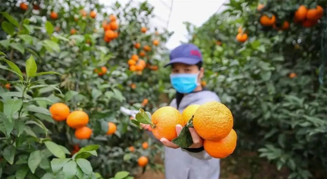 实火广西柑橘产量连续8年稳居全国第一