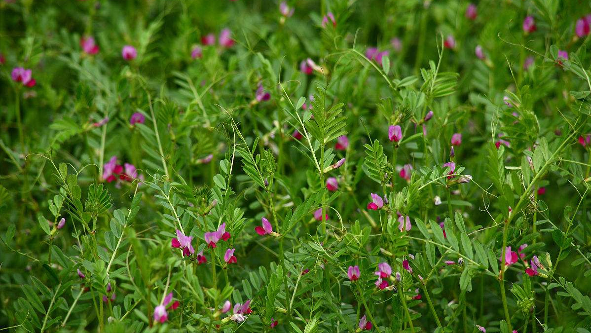 农村菜园常见的野豌豆老人称为壮肾草有4大妙用你认识吗