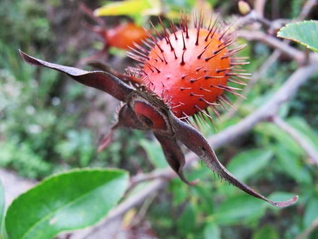 为什么骆驼可以嚼仙人掌？...