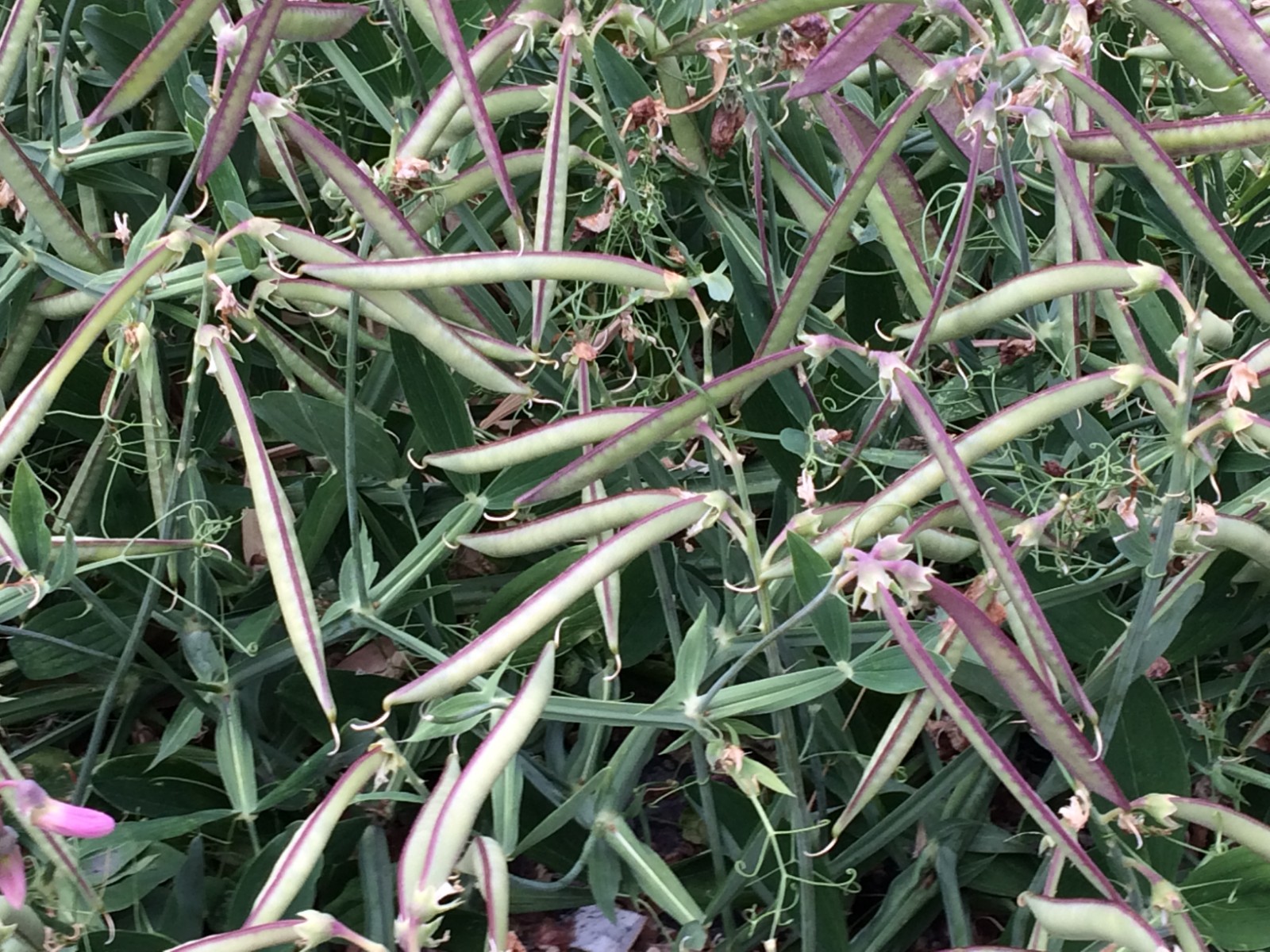 农村菜园常见的野豌豆老人称为壮肾草有4大妙用你认识吗