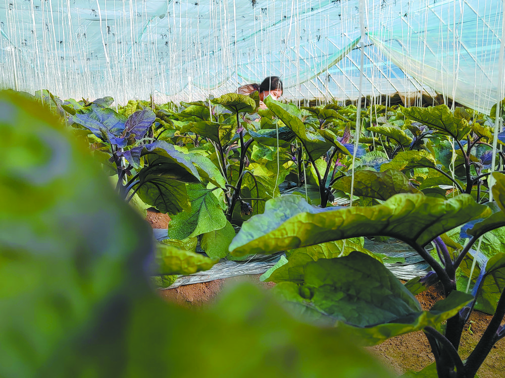 特色种植业赋能乡村振兴