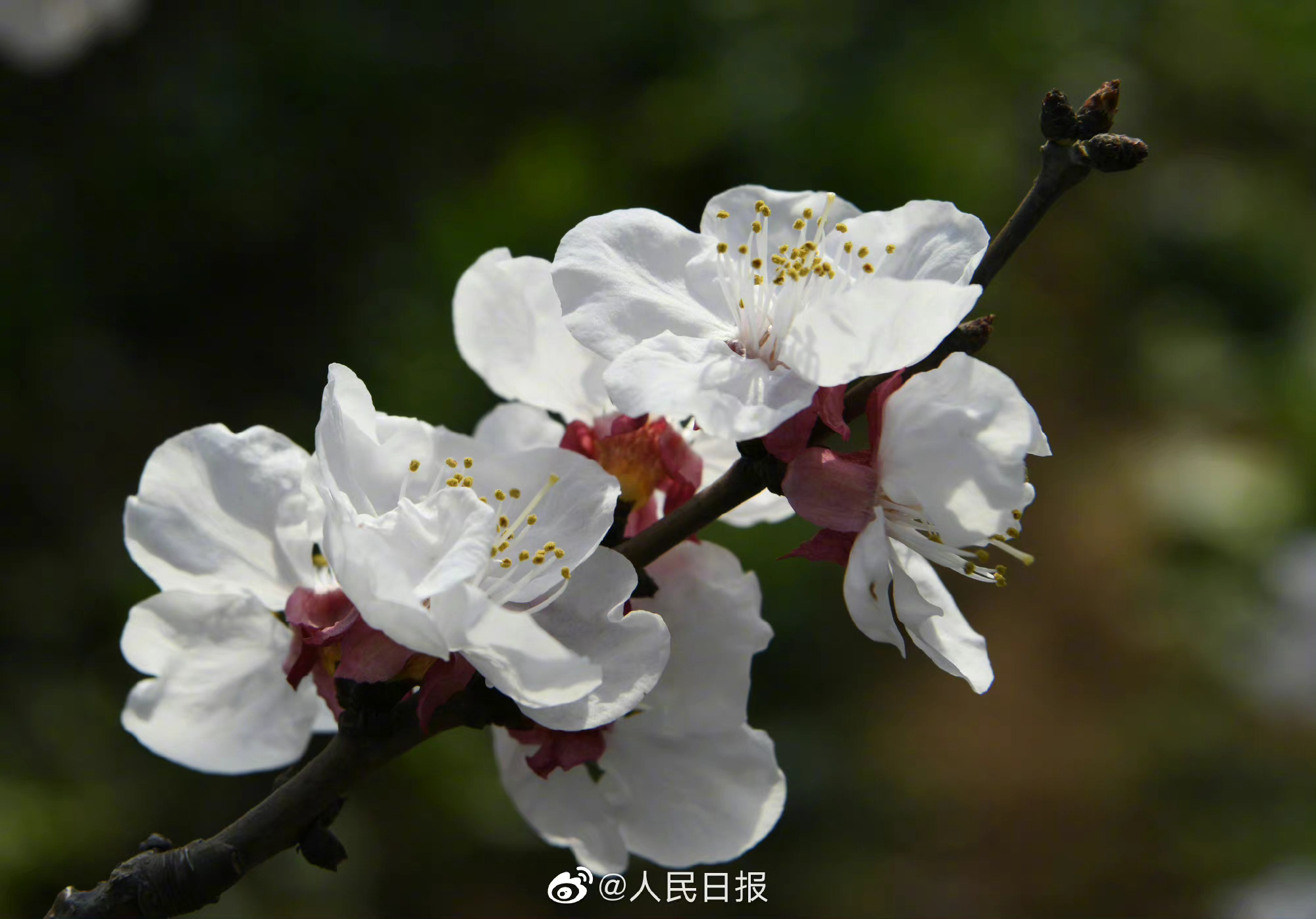 好美!早春杏花枝头绽放
