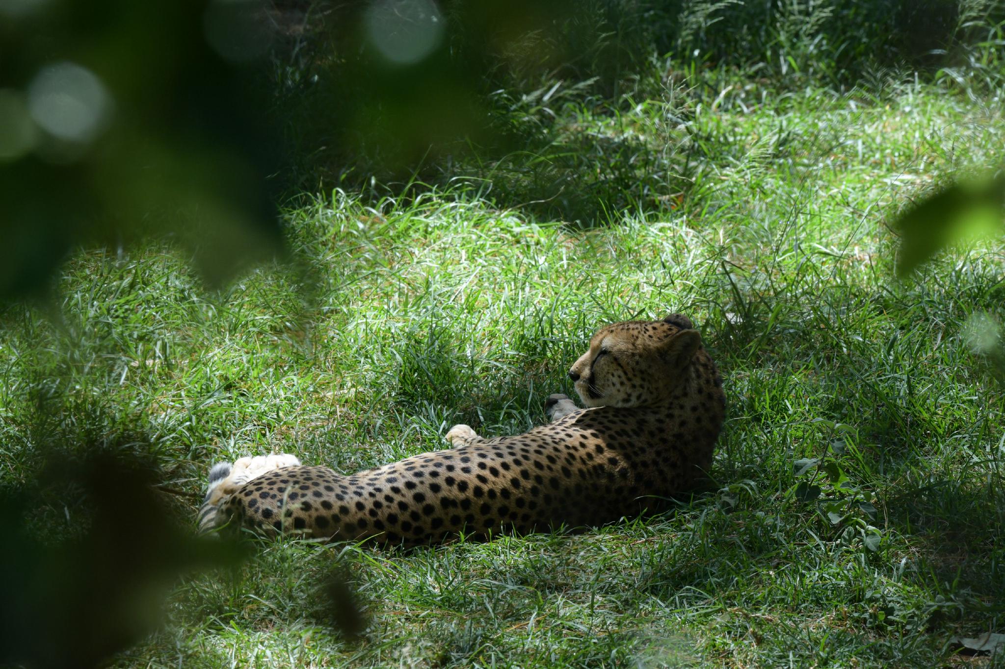 肯尼亚纳纽基:动物孤儿院|肯尼亚|动物|韩旭_新浪新闻