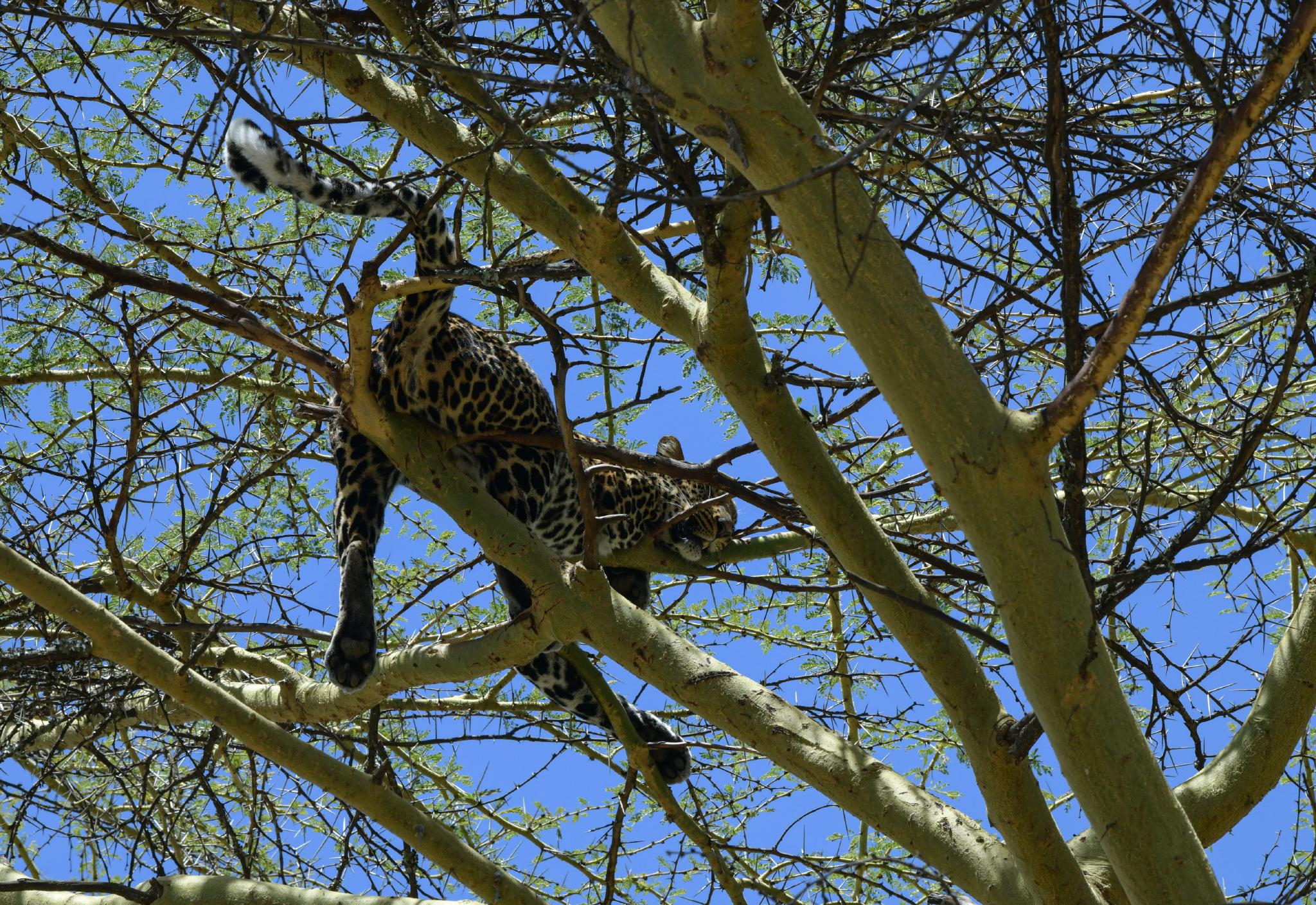 肯尼亚纳纽基:动物孤儿院|肯尼亚|动物|韩旭_新浪新闻