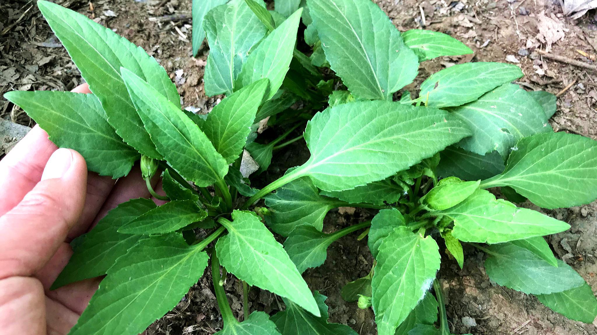 叶子像犁头叫犁头草,紫花地丁,生活中有3大妙用,号称毒蛇克星|犁头