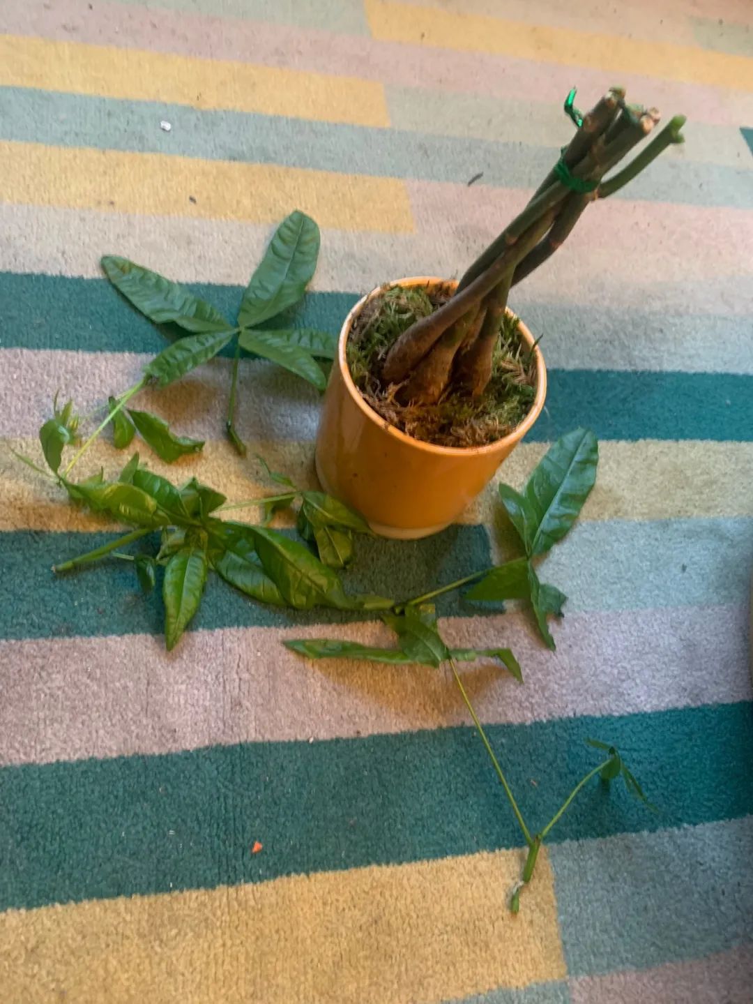 这4种室内植物极少烂根,出问题后很容易挽救__财经头条